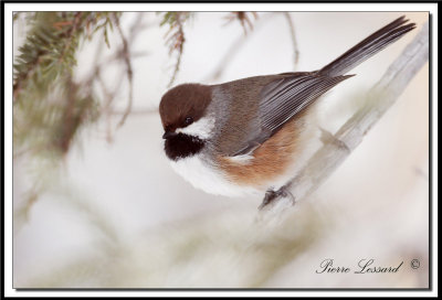 _MG_3573.jpg   Msange  tte brune - Brown capped chickadee