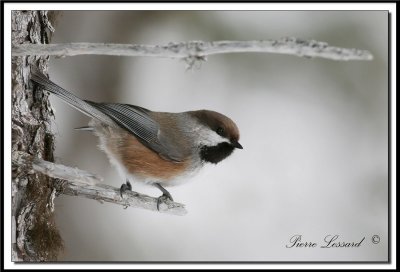 _MG_3605.jpg   Msange  tte brune - Brown capped chickadee