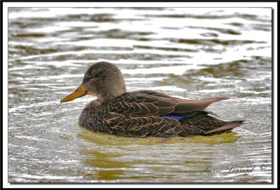  CANARD NOIR  /  BLACK DUCK    _MG_2349.jpg