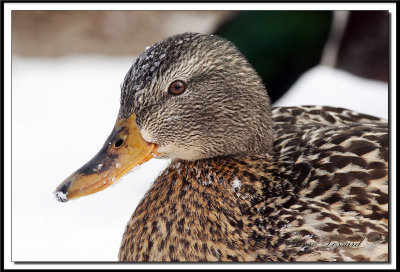  CANARD COLVERT  -  MALARD    _MG_2357