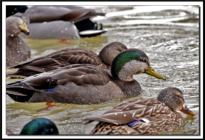  CANARD NOIR  /  BLACK DUCK     _MG_2401.jpg