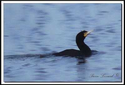 basepleinair 159.jpg  -  CORMORAN  AIGRETTES   /   DOUBLE-CRESTED CORMORANT