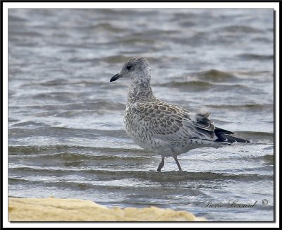 IMG_9858.jpg  -  GOLAND ARGENT  JEUNE  / HERRING GULL IMMATURE