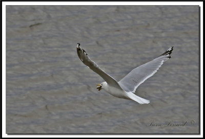 IMG_9502 .jpg  -  GOLAND ARGENT   / HERRING GULL