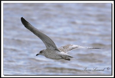 IMG_9861 .jpg  -  GOLAND ARGENT  JEUNE  / HERRING GULL IMMATURE