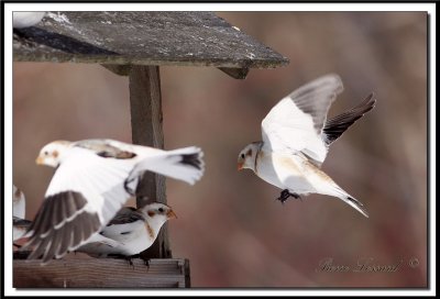 _MG_1841a.jpg  -  BRUANT DES NEIGES  -  SNOW BUNTING