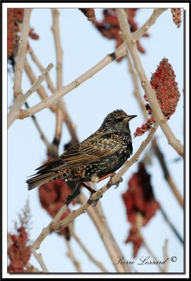 TOURNEAU SANSONNET -  AMERICAN STARLING    _MG_2818.jpg