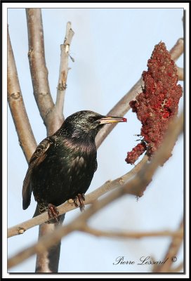 TOURNEAU SANSONNET -  AMERICAN STARLING    _MG_2873.jpg