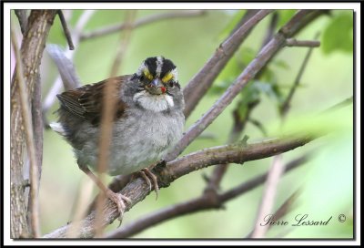 BRUANT  GORGE BLANCHE, mle   /  WHITE-THROATED SPARROW, male    IMG_9701