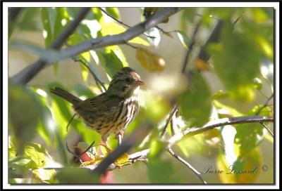 IMG_5474.jpg  -  BRUANT CHANTEUR  JEUNE  / SONG SPARROW IMMATURE