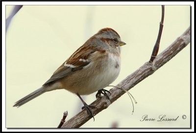 Bruants - sparrows