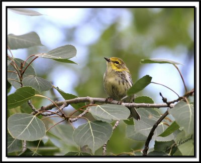 PARULINE  GORGE NOIRE, jeune femelle    /   BLACK-THROATED GREEN WARBLER,  female immature     IMG_9802