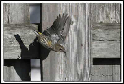 IMG_4507.jpg   -   PARULINE  CROUPION JAUNE  / YELLOW-RUMPED WARBLER