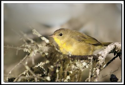  PARULINE MASQUE femelle  /  COMMON YELLOWTHROAT WARBLER, female   IMG_9596