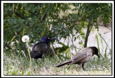 tout-fete 018.jpg  -  QUISCALE BRONZ  /  COMMON GRACKLE