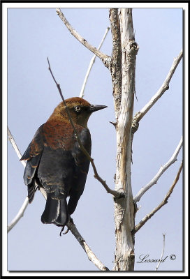 QUISCALE ROUILLEUX -  RUSTY BLACKBIRD    IMG_4939    -  Marais Provencher