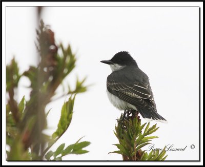 IMG_5006   TYRAN TRITRI  /  EASTERN KINGBIRD