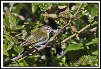 VIRO AUX YEUX ROUGES /  RED-EYES VIREO    IMG_4056