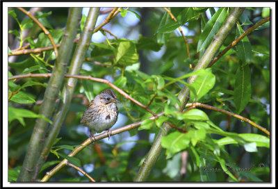 IMG_9678.jpg  -  BRUANT CHANTEUR  JEUNE  / SONG SPARROW IMMATURE