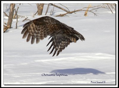 chouette 186.jpg  -  CHOUETTE LAPONE - GREAT GRAY OWL