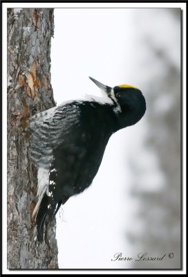 _MG_3075 .jpg  -  PIC   DOS NOIR  mle / BLACK-BACKED WOODPECKER male