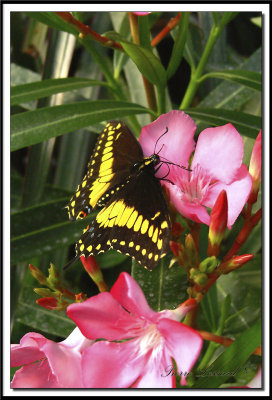 papillons 016.jpg   -   PAPILIO