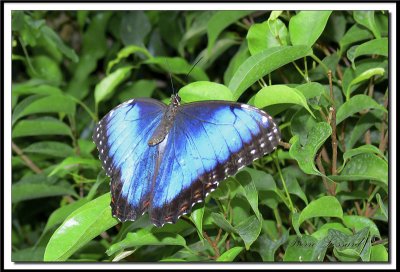 papillons 007.jpg  -  MORPHO PELEIDES  /  Costa Rica