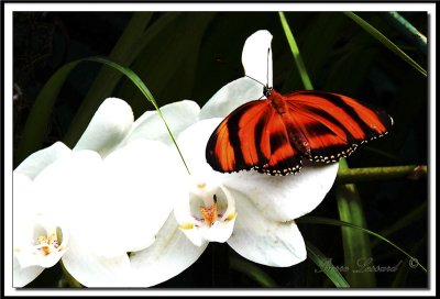 papillons 011  -    DRYADULA PHAETUSA  /  Costa Rica
