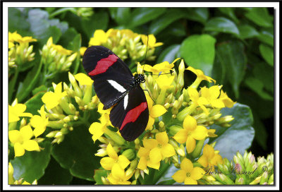 papillons 013.jpg  -  HELICONIUS ERATO  /  Amrique du Sud - South America