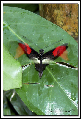 papillons 043.jpg  -  HELICONIUS ERATO  /  Amrique du Sud - South America