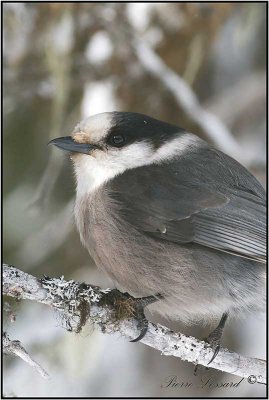 MSANGEAI DU CANADA - CANADA JAY      _MG_3879.jpg