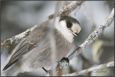 MSANGEAI DU CANADA - CANADA JAY      _MG_3885.jpg