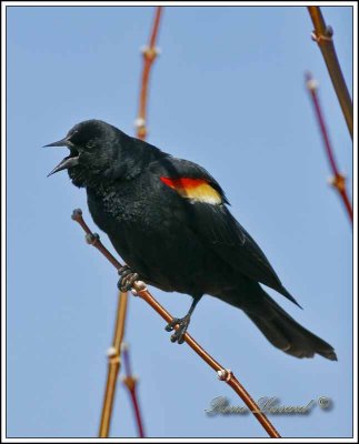CAROUGE  PAULETTES, mle  /  RED-WINGED BLACKBIRD, male    _MG_5846