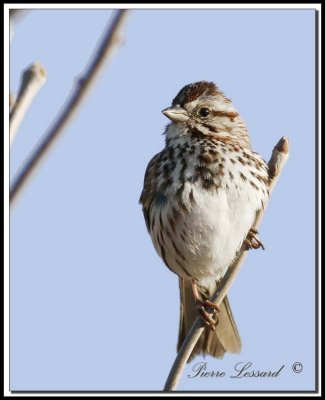 _MG_6462   -  BRUANT CHANTEUR / SONG SPARROW