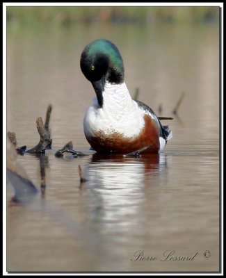 CANARD SOUCHET, mle   -    NORTHERN SHOVELER   male   _MG_6573