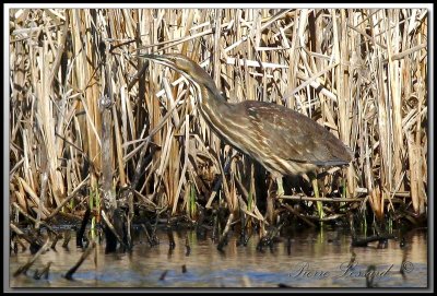 BUTOR D'AMRIQUE /  AMERICAN BITTERN     _MG_6632.jpg