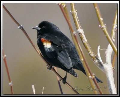 CAROUGE  PAULETTES, mle  /  RED-WINGED BLACKBIRD, male    _MG_5751