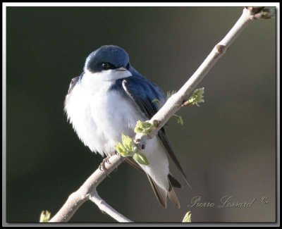 HIRONDELLE BICOLORE - TREE SWALLOW TAIL   _MG_8305a.jpg