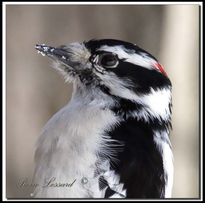 Pic mineur  -  Downy woodpecker     _MG_1923