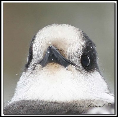 Msangeai du Canada  -  Canada jay     _MG_3459a