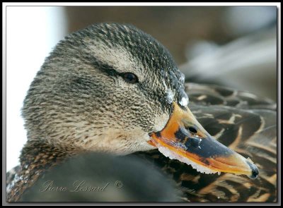 Canard Colvert  femelle   -   Mallard female     _MG_2500a