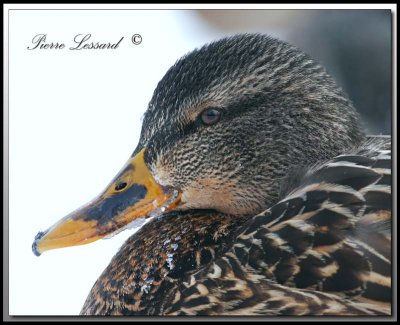 CANARD NOIR  /  BLACK DUCK