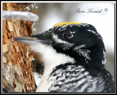 PIC  DOS RAY / STRIPE-BACKED WOODPECKER