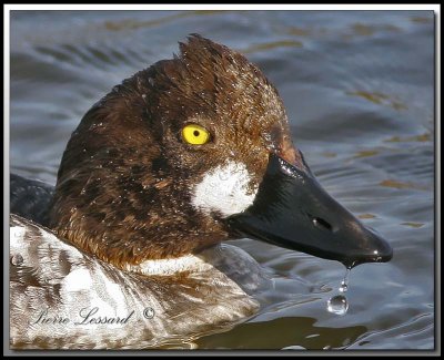 Garrot  oeil d'or  -  Common goldeneye     _MG_7159