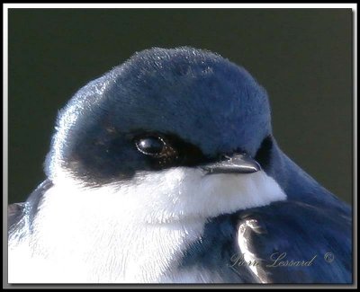 Hirondelle bicolore  -  Tree swallow     _MG_8305a