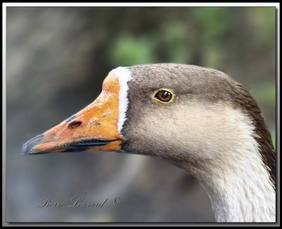 Oie cendre  -  Graylag goose   IMG_0439