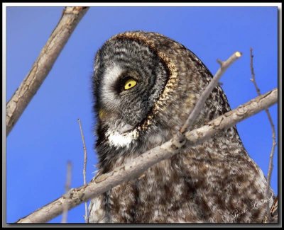 Chouette Lapone   -   Great gray owl   foret perdue 109