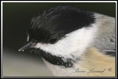 Msange  tte noire   -   Black-capped chickadee     IMG_8165