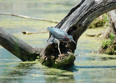 Green Heron