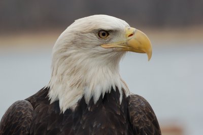 Bald Eagle